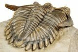 Stunning Erbenochile Trilobite with Hollardops - No Restoration! #334861-6